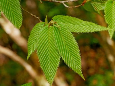 Carpinus rankanensis, photographed by Jacy Chen