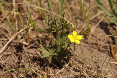 Potentilla flagellaris, photographed by Nina Filippova