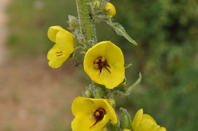 Verbascum boerhavii, photographed by Josep Gesti