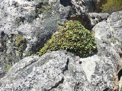 Oldenburgia paradoxa, photographed by Chris Vynbos