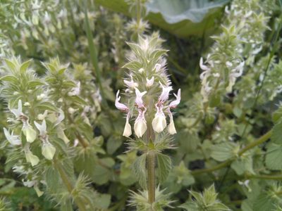 Stachys ocymastrum, photographed by Josep Gesti