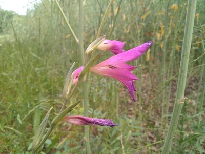 Gladiolus italicus, photographed by Josep Gesti