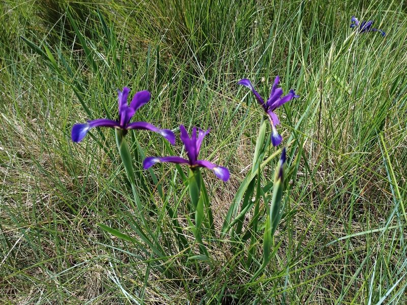 Iris reichenbachiana, photographed by Bee Together