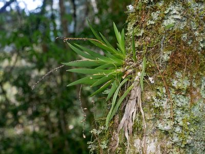 Oberonia caulescens, photographed by Jacy Chen