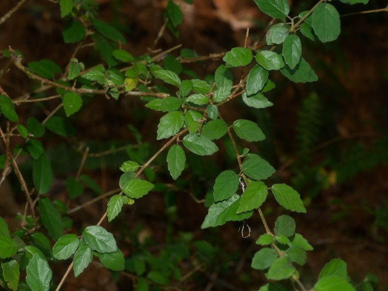 Viburnum parvifolium, photographed by Jacy Chen