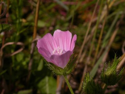 Malva setigera, photographed by Yves Bas