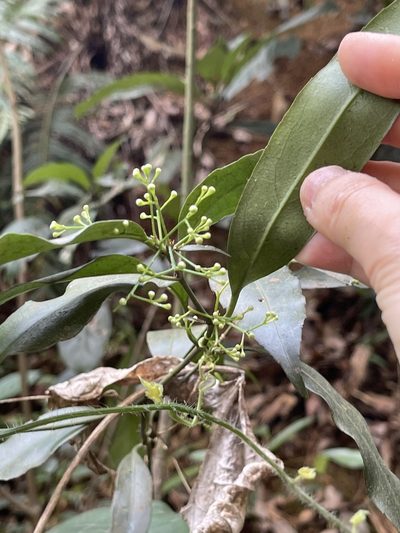 Euonymus nitidus, photographed by Yj