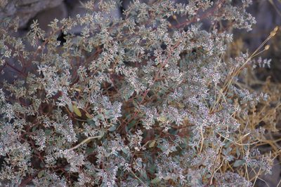 Euphorbia pediculifera, photographed by Sean Krieg