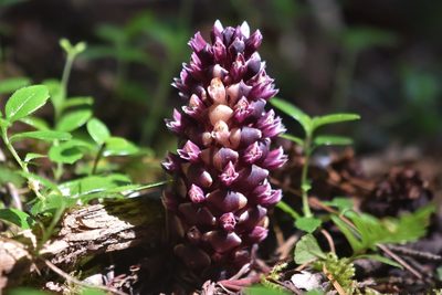 Kopsiopsis hookeri, photographed by Braden J. Judson