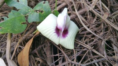 Centrosema plumieri, photographed by AJ Wacaser