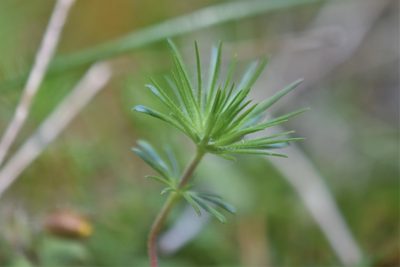 Leptosiphon bicolor, photographed by Braden J. Judson
