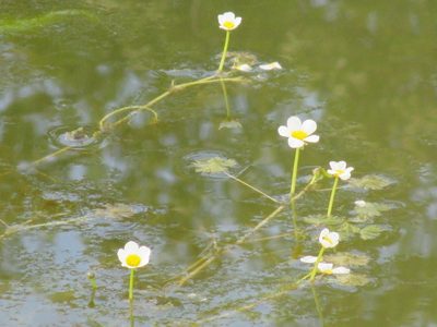 Ranunculus aquatilis, photographed by Karen Fry