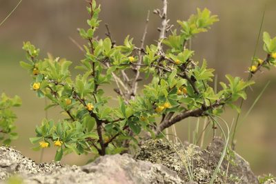 Berberis sibirica, photographed by Nina Filippova