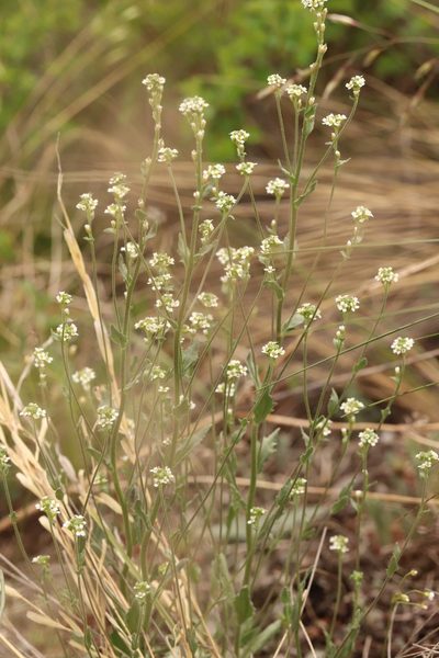 Draba lanceolata, photographed by Nina Filippova