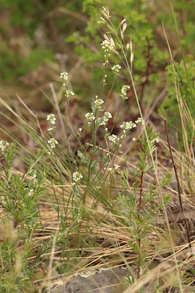 Draba lanceolata, photographed by Nina Filippova