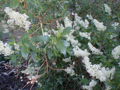 Ceanothus palmeri, photographed by George Williams
