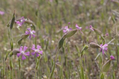 Silene conica, photographed by Nico
