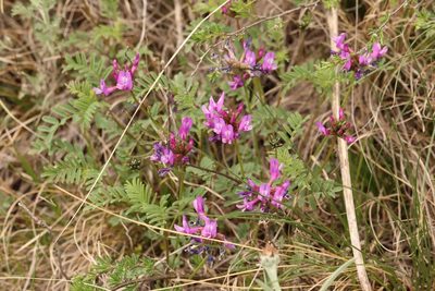 Astragalus ceratoides, photographed by Nina Filippova
