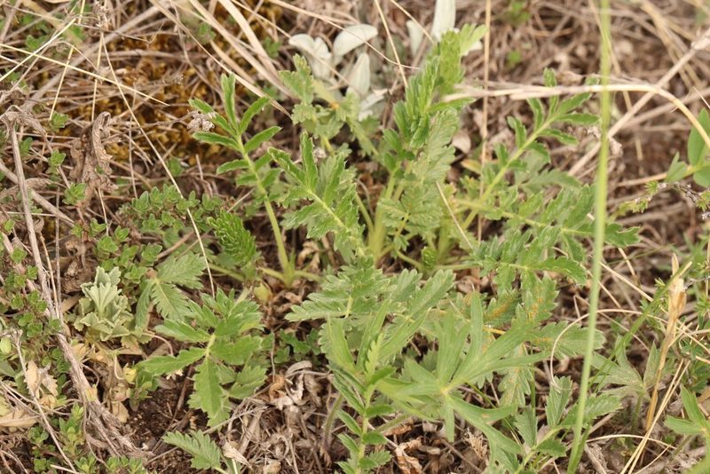 Potentilla tanacetifolia, photographed by Nina Filippova