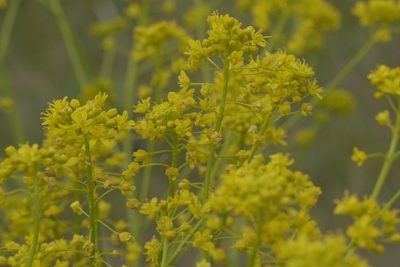 Isatis tinctoria, photographed by Nico