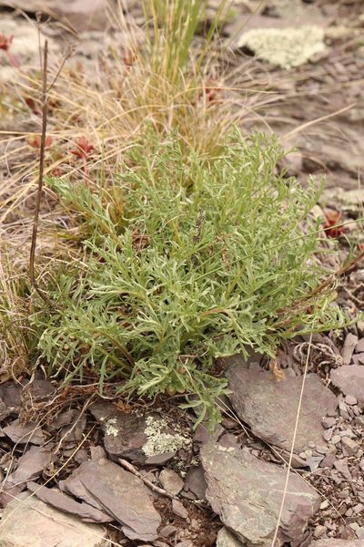 Patrinia intermedia, photographed by Nina Filippova