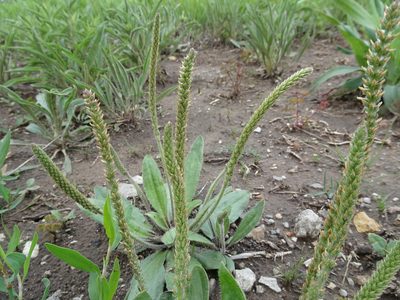 Plantago rhodosperma, photographed by Thomas Koffel