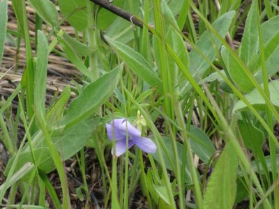 Viola pedatifida, photographed by Thomas Koffel