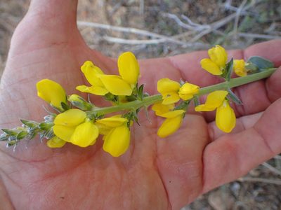 Thermopsis californica, photographed by George Williams