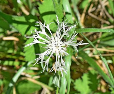 Centaurea napulifera, photographed by Kostas Zontanos