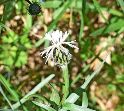 Centaurea napulifera, photographed by Kostas Zontanos