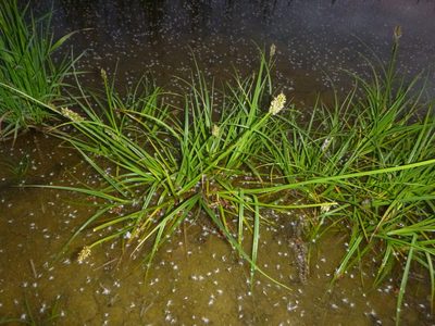 Carex vulpina, photographed by Gabriel Mayrhofer
