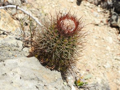 Melocactus harlowii, photographed by amantedarmanin