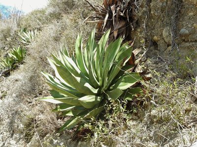 Agave albescens, photographed by amantedarmanin