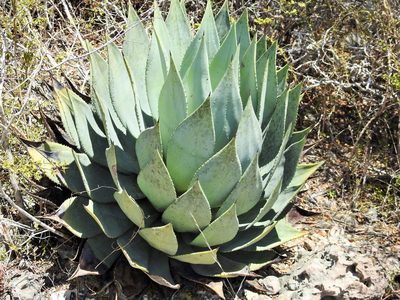 Agave albescens, photographed by amantedarmanin