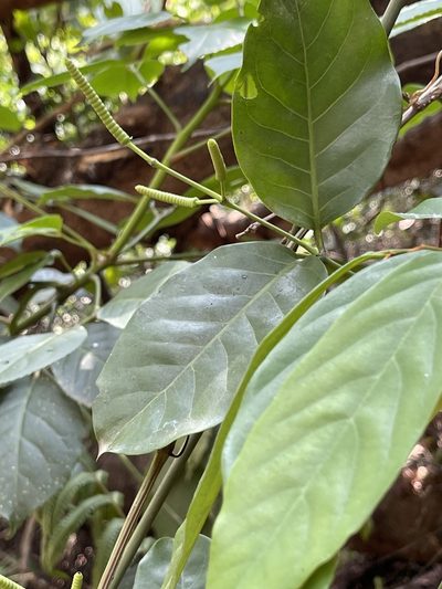 Gnetum luofuense, photographed by Yj