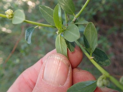 Ceanothus palmeri, photographed by George Williams