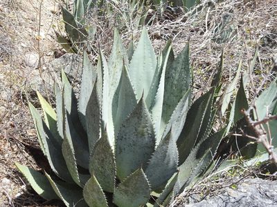 Agave albescens, photographed by amantedarmanin
