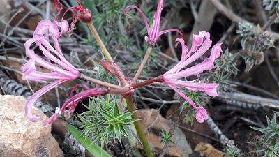 Nerine humilis, photographed by Ian Webb