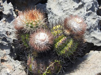 Melocactus harlowii, photographed by amantedarmanin