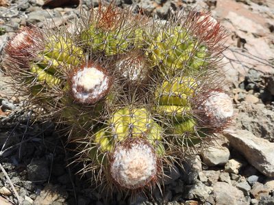 Melocactus harlowii, photographed by amantedarmanin