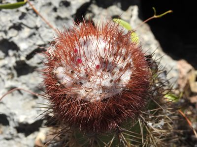 Melocactus harlowii, photographed by amantedarmanin