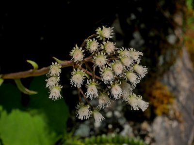 Petasites formosanus, photographed by Jacy Chen