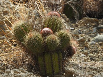 Melocactus harlowii, photographed by amantedarmanin