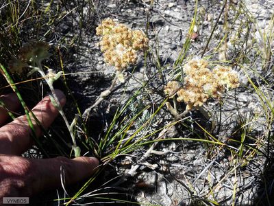 Helichrysum spiralepis, photographed by Chris Vynbos