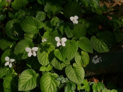 Viola adenothrix, photographed by Jacy Chen