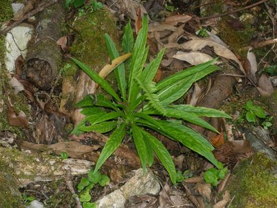Lobelia seguinii, photographed by Jacy Chen