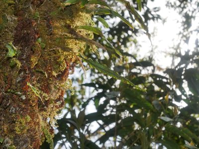 Selliguea engleri, photographed by Jacy Chen