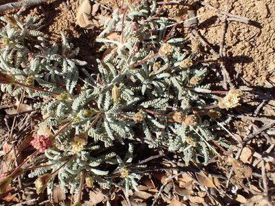 Chaenactis santolinoides, photographed by George Williams
