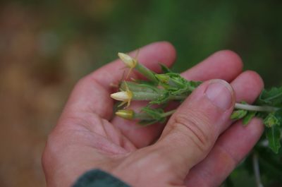 Mentzelia albescens, photographed by Eric Knight
