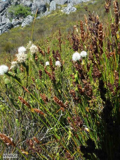Elegia spathacea, photographed by Chris Vynbos